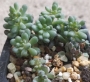 Граптопеталум (Graptopetalum pachyphyllum blackberry)
