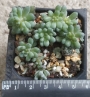 Граптопеталум (Graptopetalum pachyphyllum blackberry)