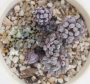 Граптопеталум (Graptopetalum pachyphyllum blue beans)