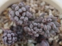 Граптопеталум (Graptopetalum pachyphyllum blue beans)