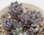 Граптопеталум (Graptopetalum pachyphyllum blue beans)