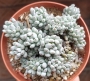 Граптопеталум (Graptopetalum pachyphyllum blue beans)