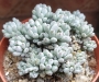 Граптопеталум (Graptopetalum pachyphyllum blue beans)
