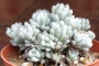 Граптопеталум (Graptopetalum pachyphyllum blue beans)