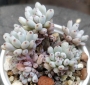 Граптопеталум (Graptopetalum pachyphyllum blue beans)