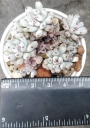 Граптопеталум (Graptopetalum pachyphyllum blue beans)