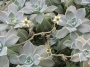 Граптопеталум парагвайски (Graptopetalum paraguayense, Ghost plant)