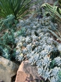 Граптопеталум парагвайски (Graptopetalum paraguayense, Ghost plant)
