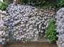 Граптопеталум парагвайски (Graptopetalum paraguayense, Ghost plant)
