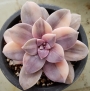 Граптопеталум (Graptopetalum superbum variegated)
