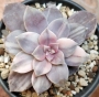 Граптопеталум (Graptopetalum superbum variegated)