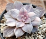 Граптопеталум (Graptopetalum superbum variegated)
