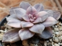 Граптопеталум (Graptopetalum superbum variegated)