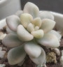 Граптопеталум мендозае вариегата (GRAPTOPETALUM MENDOZAE VARIEGATA)
