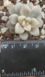 Граптопеталум мендозае вариегата (GRAPTOPETALUM MENDOZAE VARIEGATA)