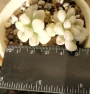 Граптопеталум мендозае вариегата (GRAPTOPETALUM MENDOZAE VARIEGATA)