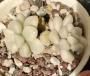 Граптопеталум мендозае вариегата (GRAPTOPETALUM MENDOZAE VARIEGATA)