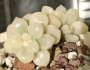 Граптопеталум мендозае вариегата (GRAPTOPETALUM MENDOZAE VARIEGATA)