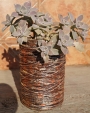 Граптопеталум парагвайски (Graptopetalum paraguayense, Ghost plant)
