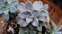 Граптопеталум парагвайски (Graptopetalum paraguayense, Ghost plant)