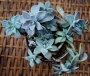 Граптопеталум парагвайски (Graptopetalum paraguayense, Ghost plant)