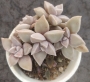 Граптопеталум парагвайски (Graptopetalum paraguayense, Ghost plant)
