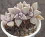 Граптопеталум парагвайски (Graptopetalum paraguayense, Ghost plant)