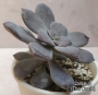 Граптопеталум пентадрум супербум (Graptopetalum pentadrum superbum)