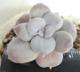Граптопеталум пентадрум супербум (Graptopetalum pentadrum superbum)