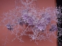 Граптопеталум пентадрум супербум (Graptopetalum pentadrum superbum)