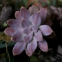 Граптопеталум пентадрум супербум (Graptopetalum pentadrum superbum)