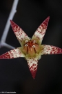 Граптопеталум пентадрум супербум (Graptopetalum pentadrum superbum)