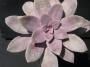 Граптопеталум пентадрум супербум (Graptopetalum pentadrum superbum)