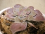 Граптопеталум пентадрум супербум (Graptopetalum pentadrum superbum)
