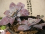 Граптопеталум пентадрум супербум (Graptopetalum pentadrum superbum)