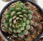 Граптоверия (Graptoveria Bashful)