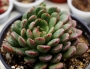 Граптоверия (Graptoveria Bashful)
