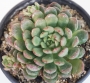 Граптоверия (Graptoveria Bashful)