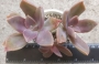 Граптоверия (Graptoveria cv. Douglas Huth)