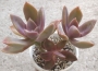 Граптоверия (Graptoveria cv. Douglas Huth)