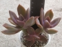 Граптоверия (Graptoveria cv. Douglas Huth)