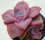 Граптоверия (Graptoveria gypsy)