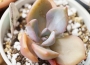 Граптоверия (Graptoveria gypsy)
