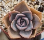 Граптоверия (Graptoveria gypsy)