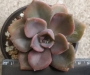 Граптоверия (Graptoveria gypsy)