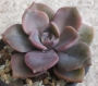 Граптоверия (Graptoveria gypsy)