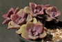Граптоверия (Graptoveria Mrs Richards)