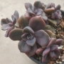 Граптоверия (Graptoveria Mrs Richards)