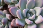 Граптоверия (Graptoveria opalina)