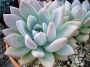 Граптоверия (Graptoveria opalina)